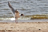 Множество мертвых птиц заметили в разных районах Кубани, от побережья Азовского моря до Краснодара. 