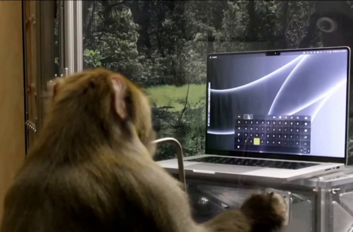 Маск показал чипированную обезьяну, которая печатает силой мысли