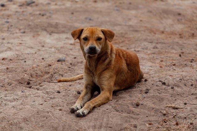 В трех отдаленных поселках Ямала обустроили площадки для выгула собак.
