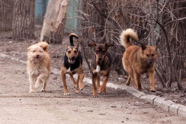 Сергей Салмин посоветовал ввести ответственность для хозяев бездомных собак