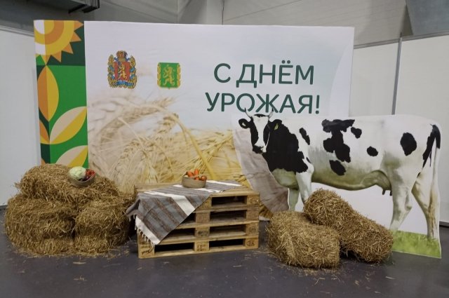 В Красноярском крае в этом году было собрано более 3,2 млн тонн зерновых и зернобобовых.