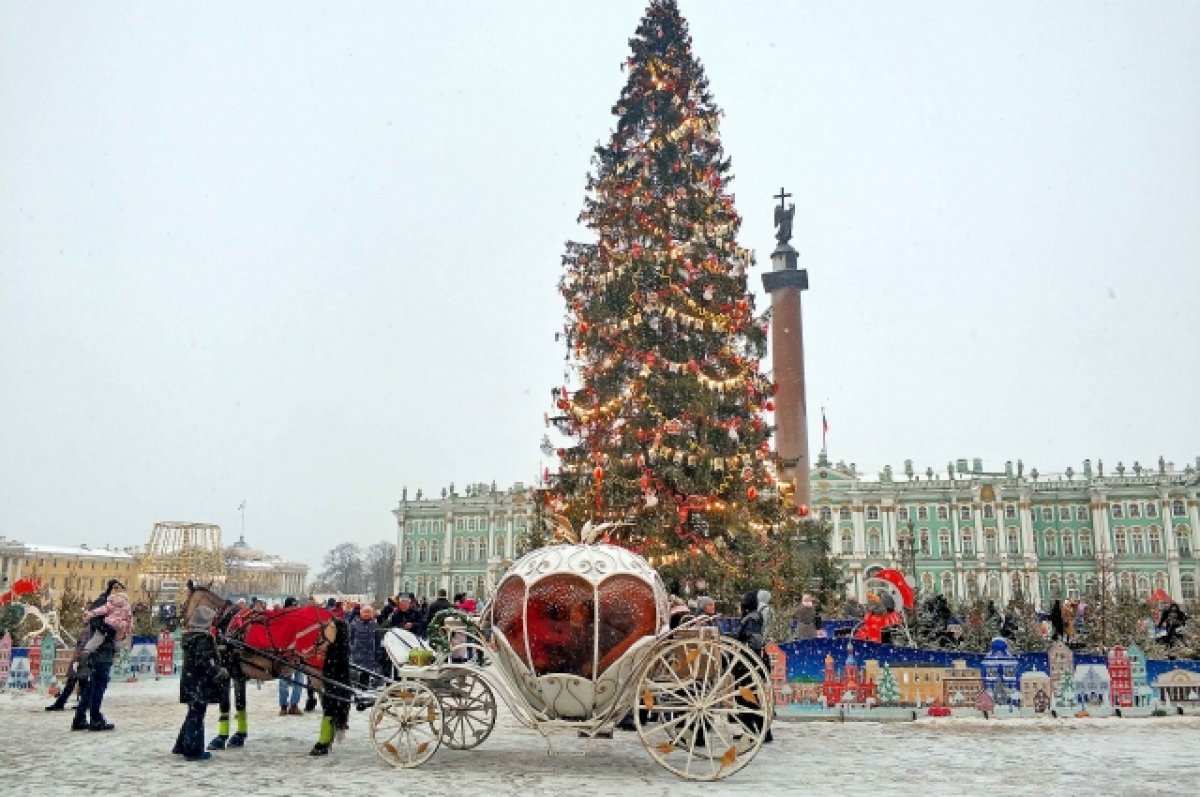 Новогоднюю елку привезли на Дворцовую площадь в Петербурге | ОБЩЕСТВО | АиФ  Санкт-Петербург
