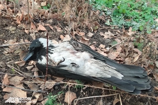 На фото - ворона, погибшая в прошлом году. Тогда, напомним, также фиксировались случаи массовой гибели пернатых.