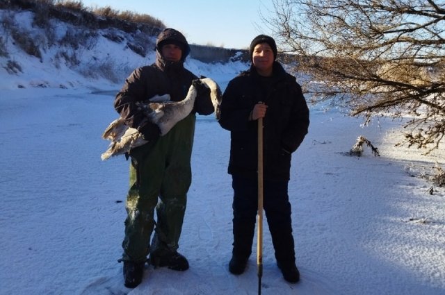В Оренбургской области местные жители спасли молодого лебедя.