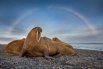 Арктическая радуга над лежбищем моржей.