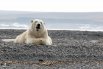 Белый медведь на берегу залива Прончищевой.
