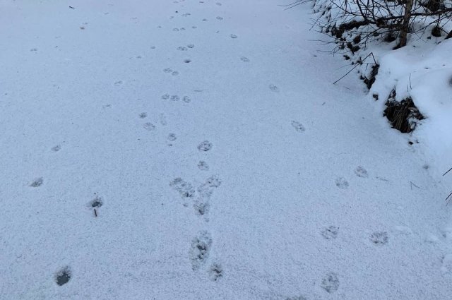 В Бузулукском бору заметили следы четырех волков.