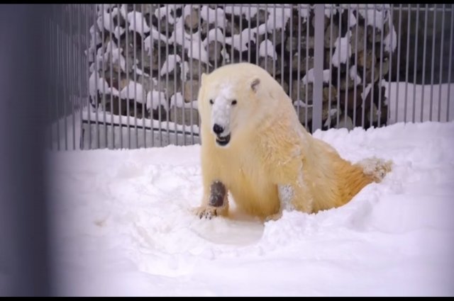 Белый медведь Диксон впервые за долгое время вышел на снег.