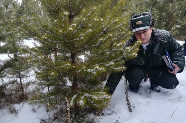 Выбрать новогоднее дерево помогут сотрудники лесничеств.