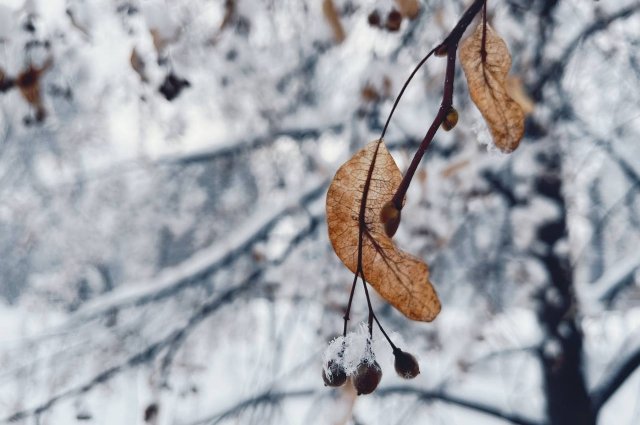МЧС предупреждает жителей региона о сильных заморозках 20 декабря.