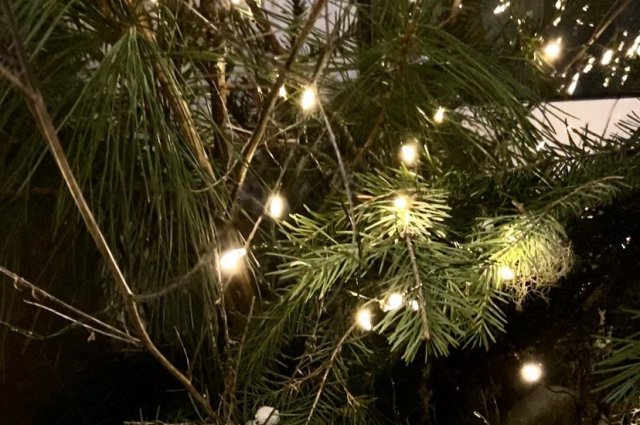      С каждым годом спрос на живые деревья для новогодних праздников у жителей Югры снижается.