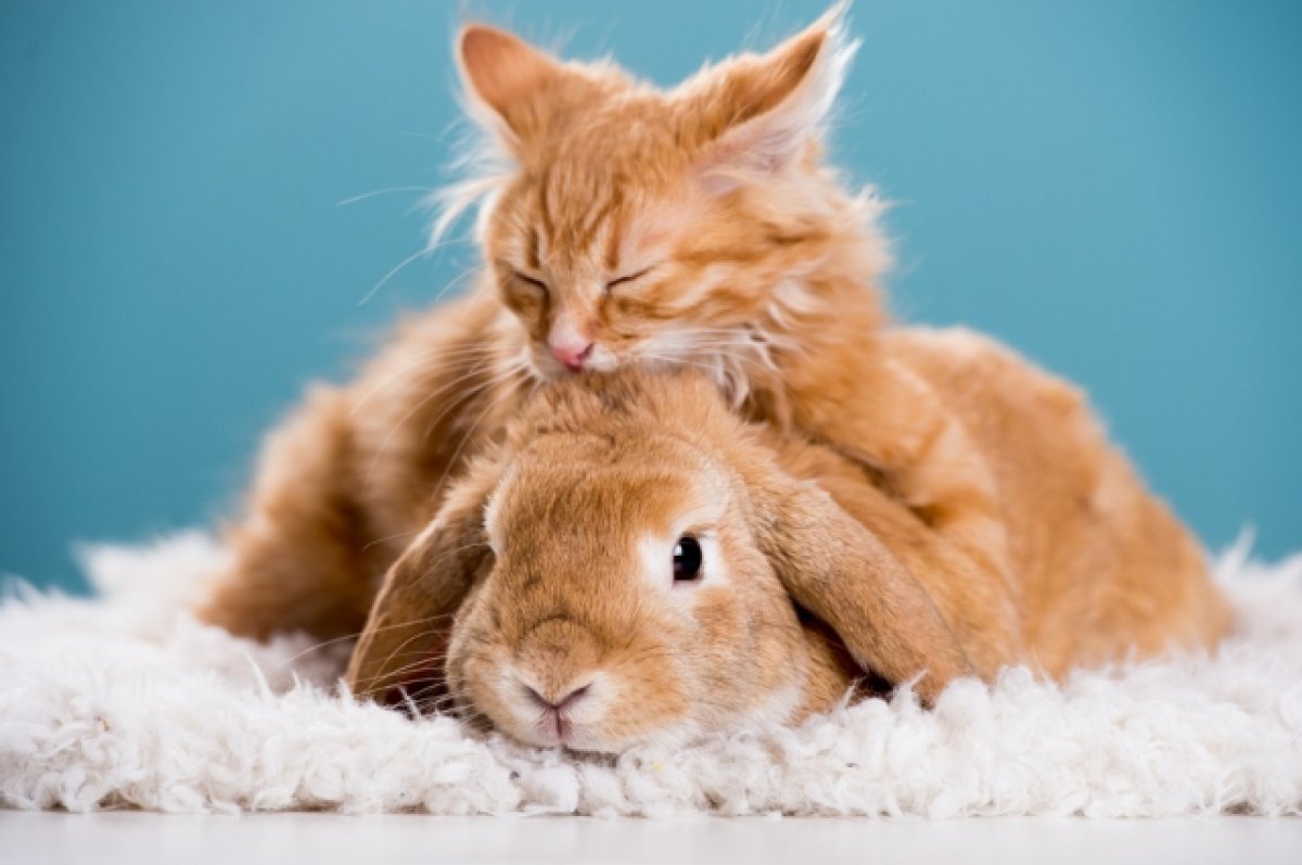 Как подружить кота и кролика