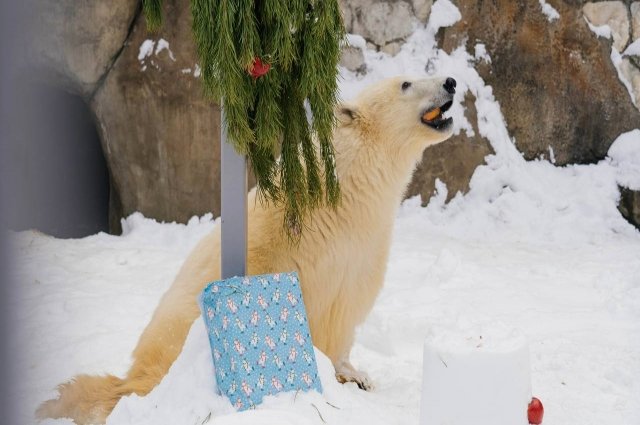 Белого медведя Диксона поздравили с Новым годом и сделали подарок.
