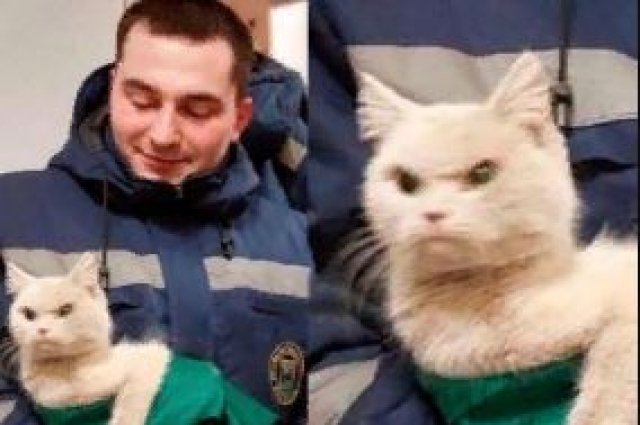 Самый злой кот Иркутска спасен накануне Года кота. 