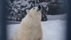 Раненого белого медведя нашли на полуострове Диксон - это север Красноярского края.