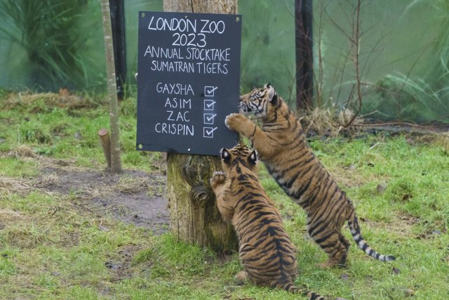 Перепись животных в Лондонском зоопарке