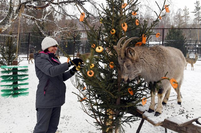 Новогодние елки для животных в зоопарке Красноярска