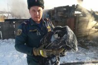 В посёлке Новая Дорога Козульском районе пожарные спасли кота.