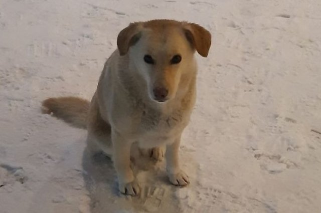 Предали под Рождество: в аэропорту Оренбурга улетающие пассажиры бросили свою собаку на морозе.