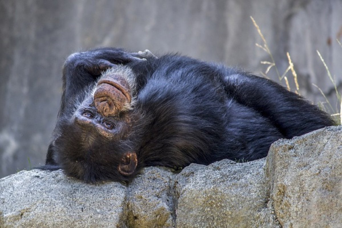 В Казани обезьянам в зоопарке выдали пледы из-за морозов