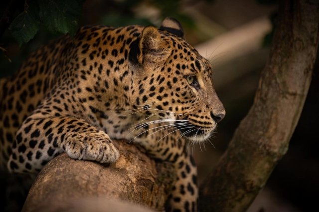 Двух брошенных в Сорочинске леопардов забрал один из российских зоопарков.