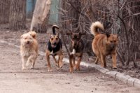 Оренбурженка отсудила компенсацию за нападение бродячих собак