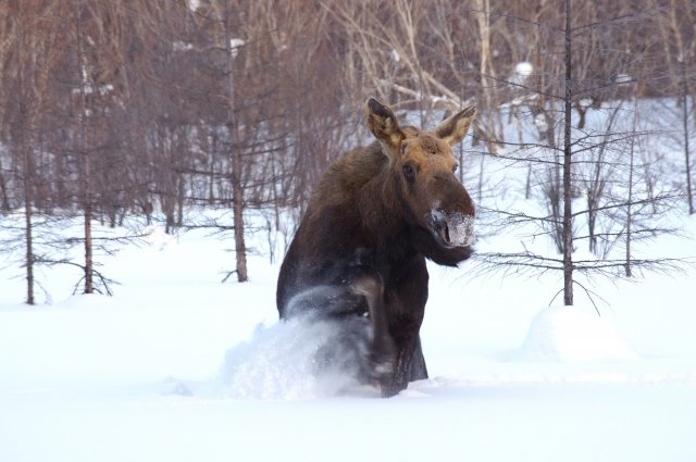 В Татарстане лось выбежал на дорогу и попал в ДТП. 