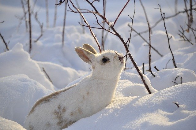 В Оренбурге в черте города заметили зайца
