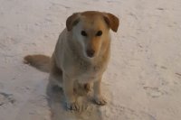 Брошенная в аэропорту Оренбурга собака обрела новых хозяев и дом.