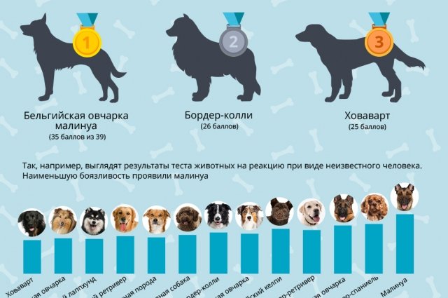 Какая самая популярная порода собак в России в 2023 году? | Аргументы и  Факты