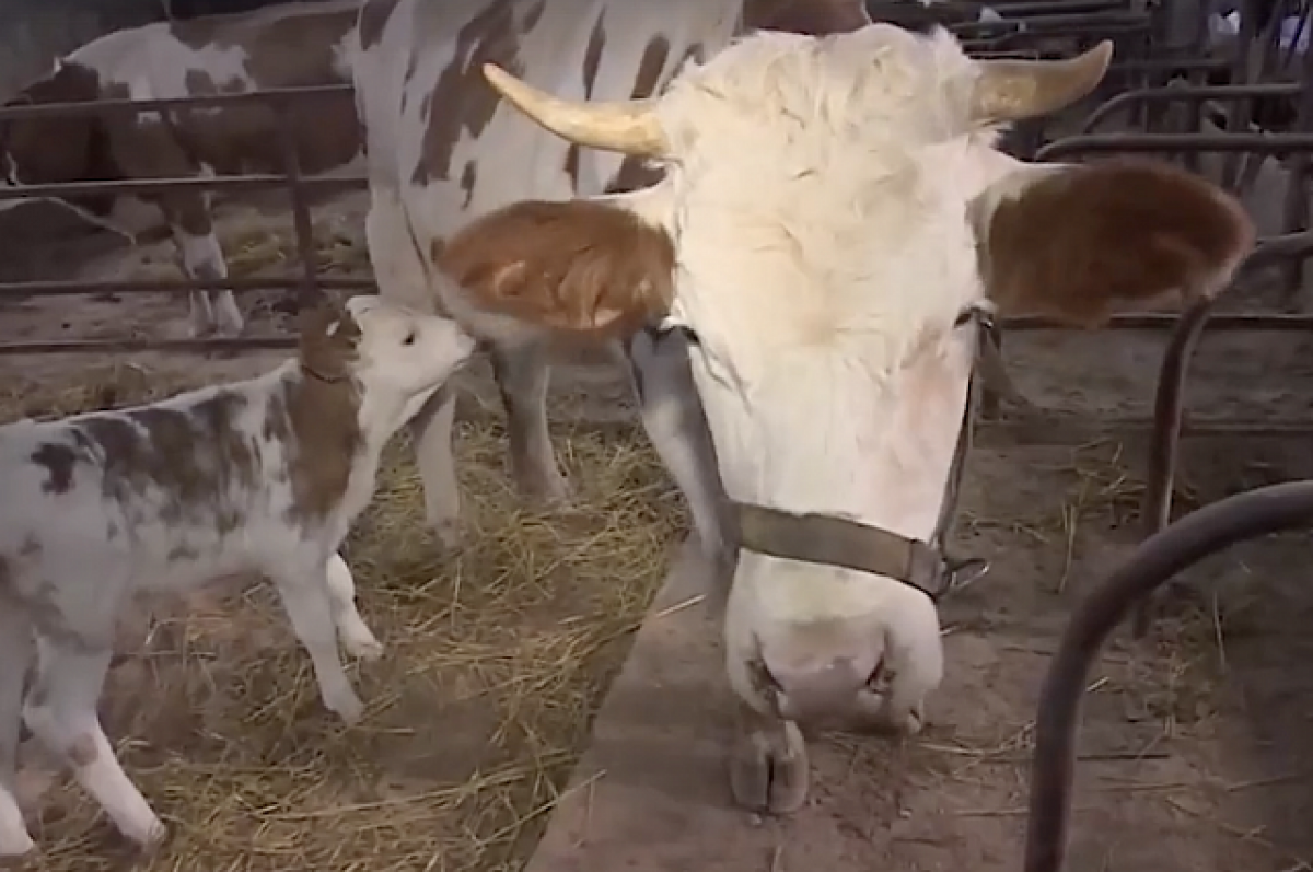 Корова-клон родила обычного телёнка. Невероятный успех российских ученых