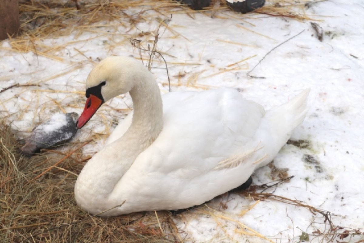 В Ростовском зоопарке попросили пореже спасать лебедей