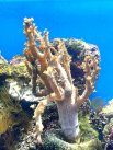 Без живых кораллов невозможно представить подводный мир Красного моря.