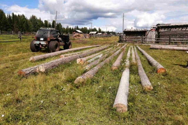 Незаконную вырубку леса проводили в Киренском лесничестве.