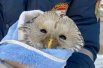 Одна сова забилась в вентиляционный короб в доме на улице 40 лет Октября. К счастью, оказалась здорова, после фотосессии ее выпустили.