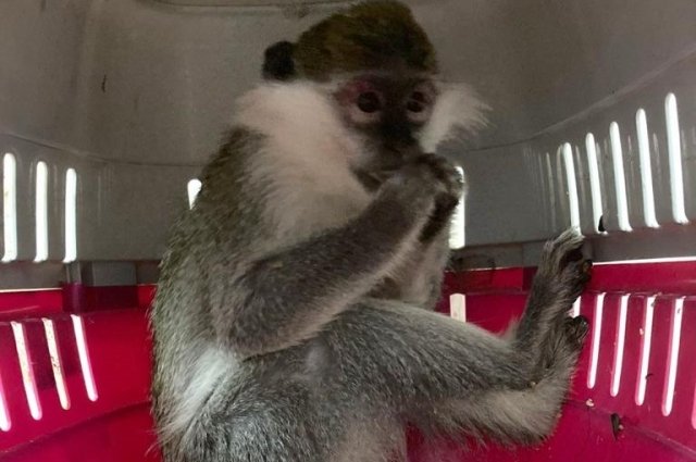 Эту обезьянку спасли от браконьеров волгоградские полицейские.