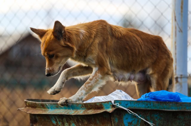 В Татарстане жители села ищут спасения от бродячих собак. 