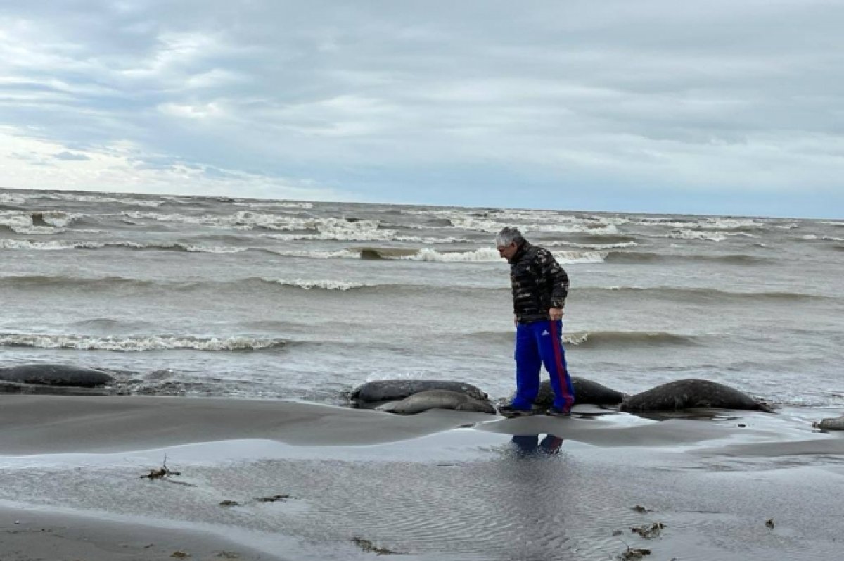 В Дагестане на побережье Каспия нашли восемь мертвых тюленей