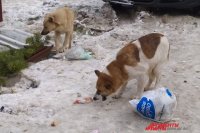 Администрация Оренбурга готова заплатить 1,3 млн за отлов бродячих собак.
