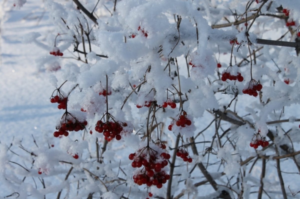 Синоптики рассказали о погоде днем 30 января на Алтае