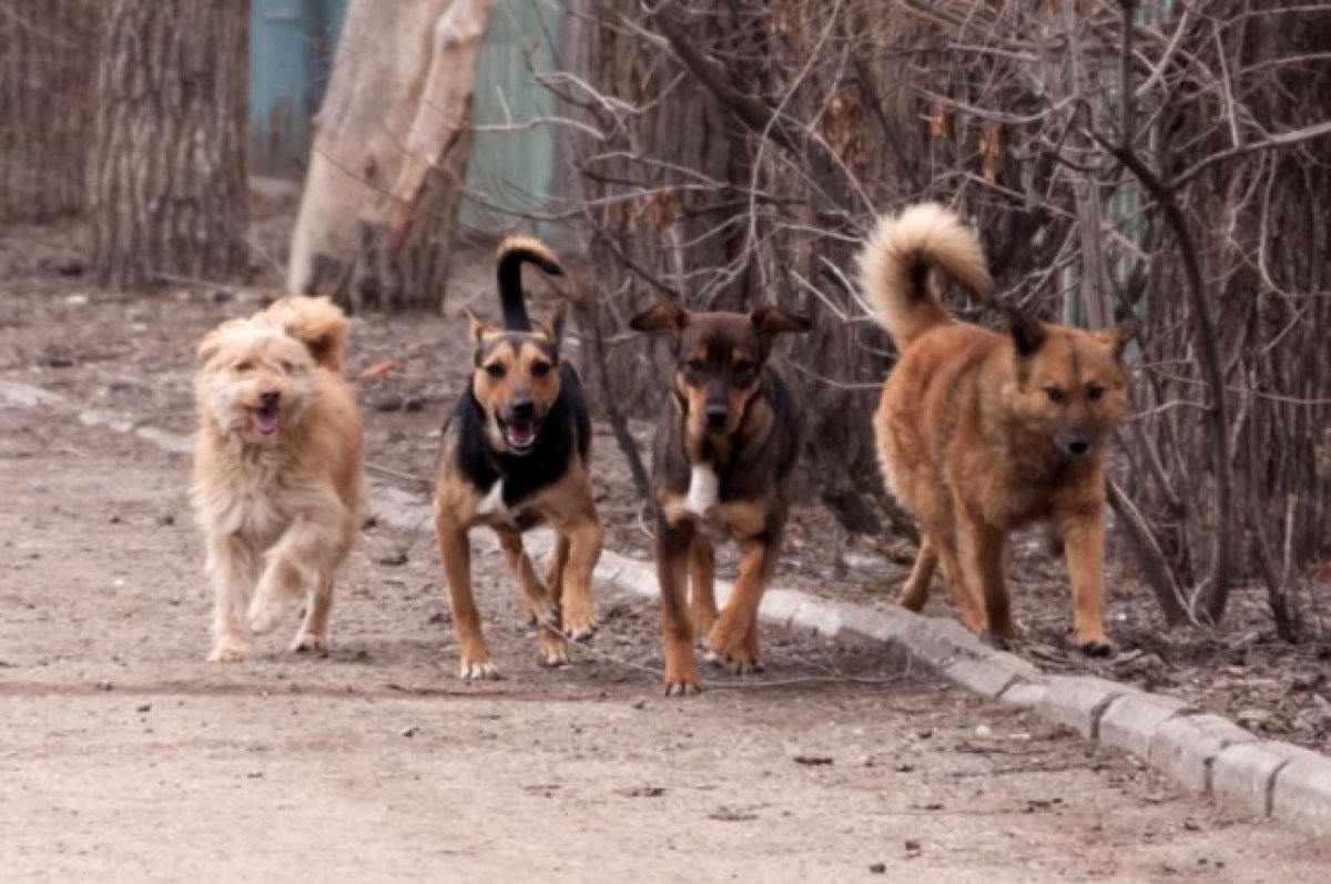 На Алтае огромные бродячие собаки загрызли домашних кроликов