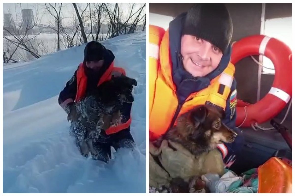 Спасатель спас собаку. Собаки спасатели. Собака водолаз спасатель. Новосибирск спасение собаки. Собака спасатель на воде.