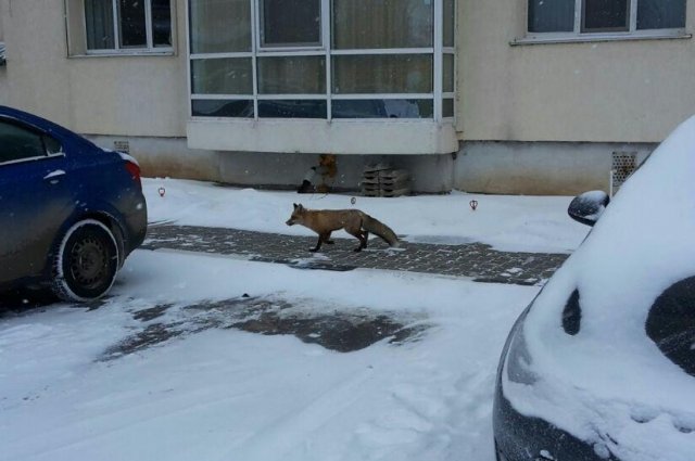 В последнее время лисы появляются на улицах Екатеринбурга всё чаще и чаще.