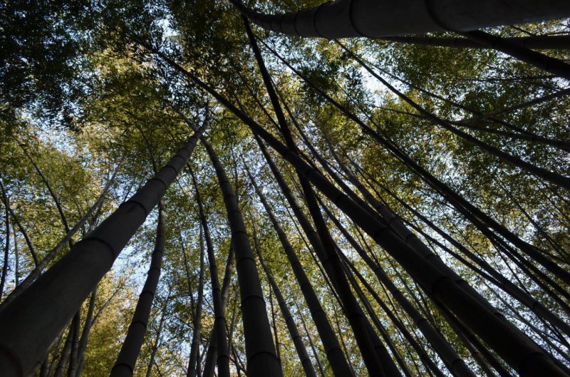 Каждая роща бамбука листоколосника в парке – это единый живой организм с ползучим корневищем.