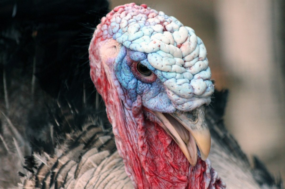 Вспышку птичьего гриппа выявили в крупнейшем комплексе птицеферм Румынии