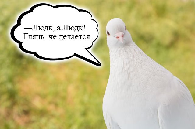 В Оренбургском районе суд запретил голубям летать над чужим участком.