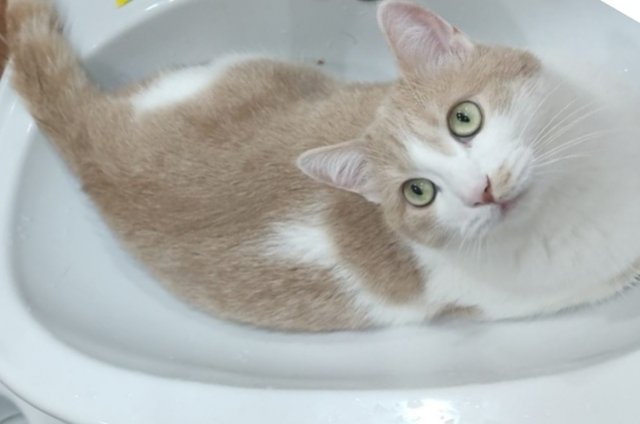 Отсутствию воды в кранах радуются только коты.