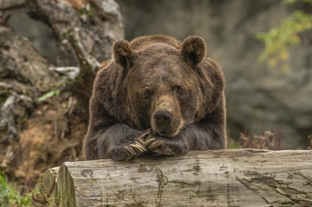 Оренбургский суд рассмотрит дело о контрабанде четырех медведиц.