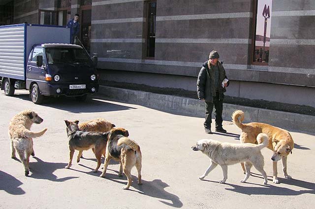 Собаки на улицах городов и поселков Сибири сбиваются в стаи.  
