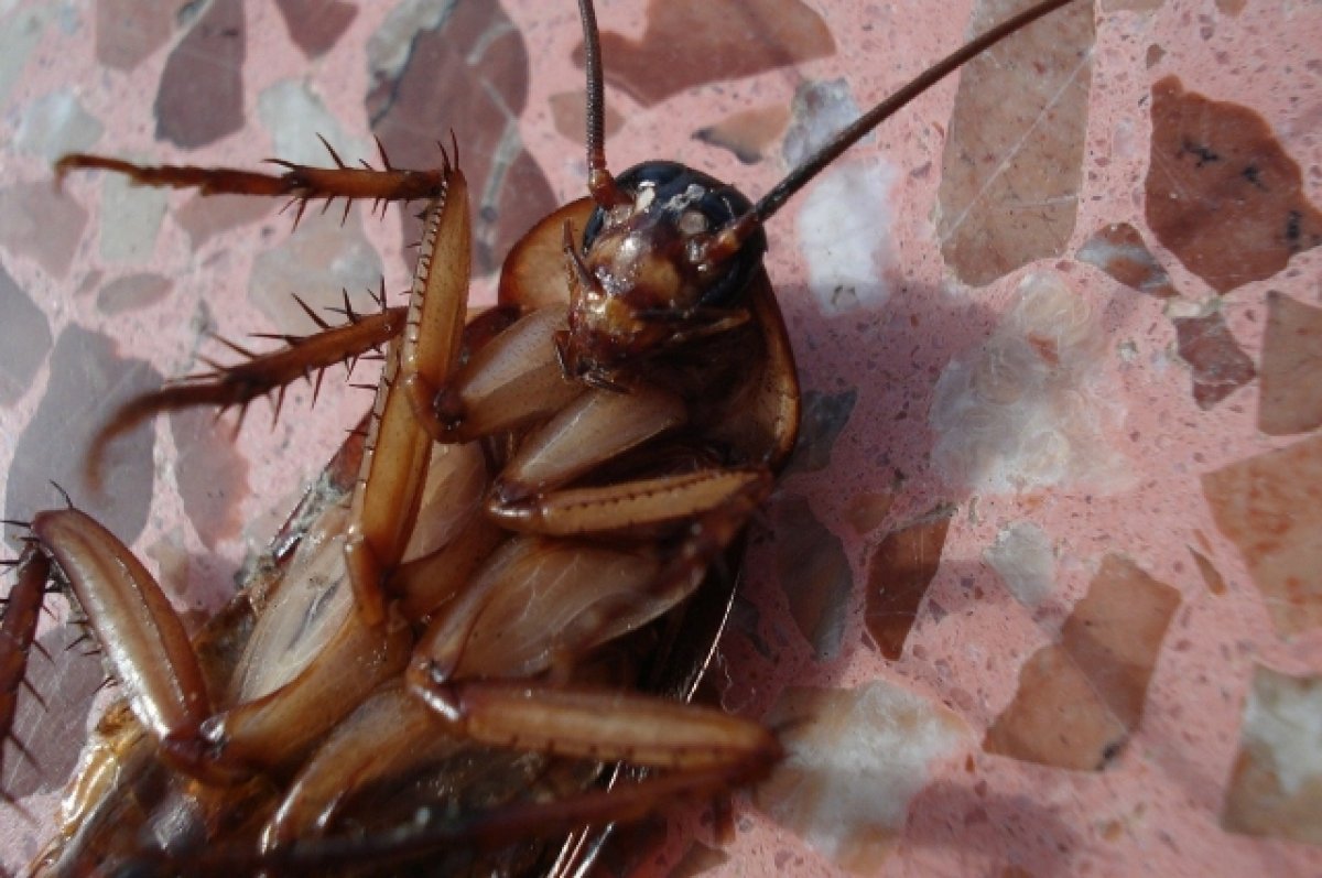 Пациенты рубцовской больницы пожаловались на крупных тараканов